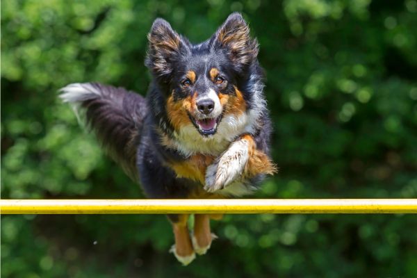 Dog jumping over agility fence