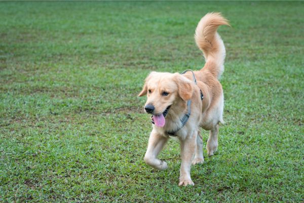 dog playing in secure dog walking field