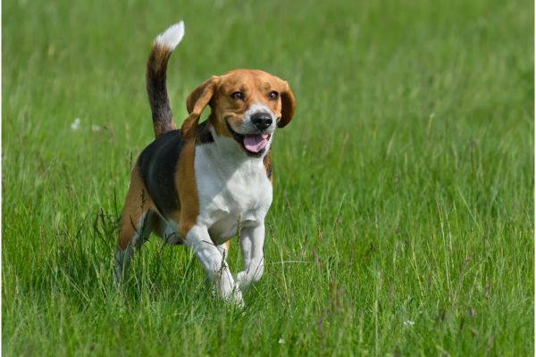 happy dog running through secure dog field