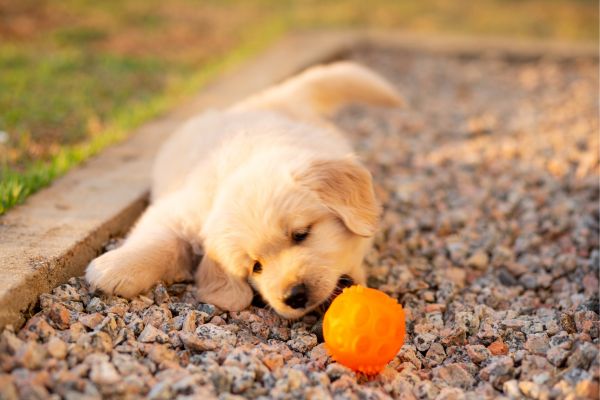 Dry dog area with puppy playing with a ball