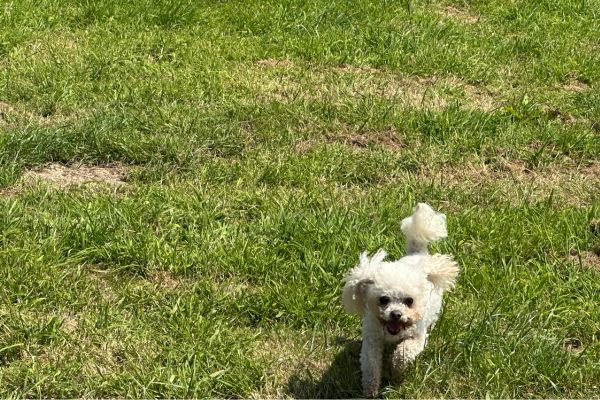 Dog playing in field at Happy Paws Secure Dog Field