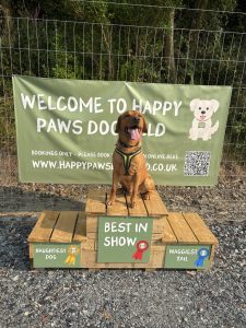 Dog using the podium in Happy Paws enclosed dog field